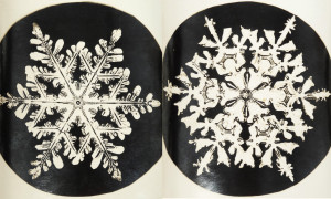 Wilson A. Bentley snowflake photographs